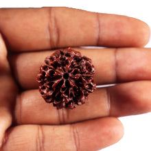 Load image into Gallery viewer, 8 Mukhi Hybrid Rudraksha - Bead No.52
