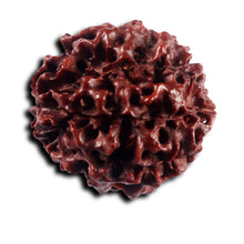 Load image into Gallery viewer, 8 Mukhi Hybrid Rudraksha - Bead No.52
