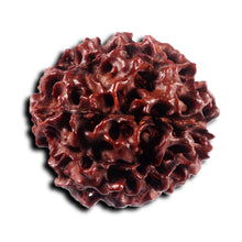 Load image into Gallery viewer, 8 Mukhi Hybrid Rudraksha - Bead No.52
