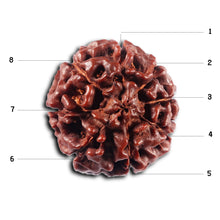 Load image into Gallery viewer, 8 Mukhi Hybrid Rudraksha - Bead No. 53
