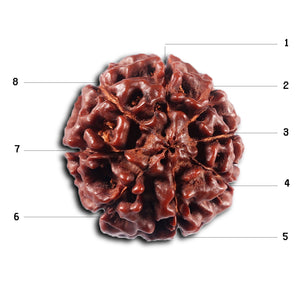 8 Mukhi Hybrid Rudraksha - Bead No. 53