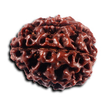 Load image into Gallery viewer, 8 Mukhi Hybrid Rudraksha - Bead No. 53
