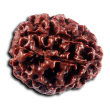 Load image into Gallery viewer, 8 Mukhi Hybrid Rudraksha - Bead No. 53
