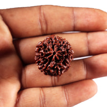 Load image into Gallery viewer, 8 Mukhi Hybrid Rudraksha - Bead No.54
