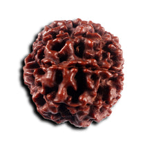 Load image into Gallery viewer, 8 Mukhi Hybrid Rudraksha - Bead No.54
