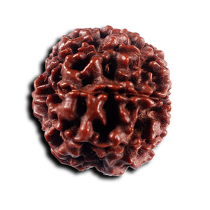 8 Mukhi Hybrid Rudraksha - Bead No.54