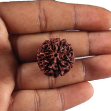 Load image into Gallery viewer, 8 Mukhi Hybrid Rudraksha - Bead No. 55
