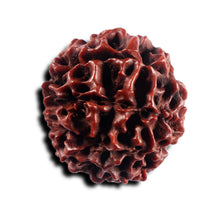 Load image into Gallery viewer, 8 Mukhi Hybrid Rudraksha - Bead No. 55
