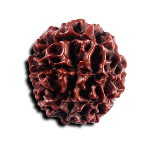 8 Mukhi Hybrid Rudraksha - Bead No. 55