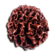 Load image into Gallery viewer, 8 Mukhi Hybrid Rudraksha - Bead No. 55
