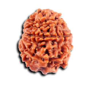 8 Mukhi Nepalese Rudraksha - Bead No. 421