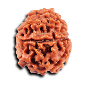 8 Mukhi Nepalese Rudraksha - Bead No. 421