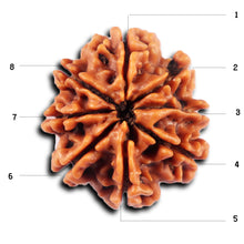 Load image into Gallery viewer, 8 Mukhi Nepalese Rudraksha - Bead No.419
