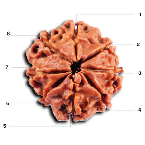 8 Mukhi Nepalese Rudraksha - Bead No. 420