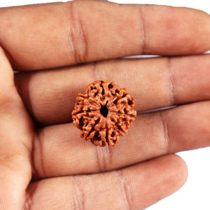 8 Mukhi Nepalese Rudraksha - Bead No. 420