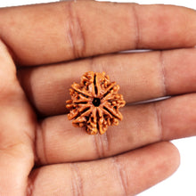 Load image into Gallery viewer, 8 Mukhi Nepalese Rudraksha - Bead No.419
