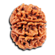 Load image into Gallery viewer, 8 Mukhi Nepalese Rudraksha - Bead No.419
