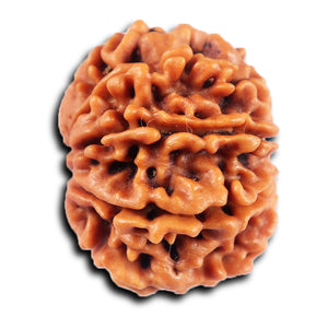 8 Mukhi Nepalese Rudraksha - Bead No.419