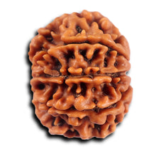 Load image into Gallery viewer, 8 Mukhi Nepalese Rudraksha - Bead No.419
