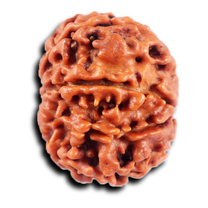 8 Mukhi Nepalese Rudraksha - Bead No. 420