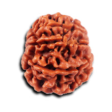 Load image into Gallery viewer, 8 Mukhi Nepalese Rudraksha - Bead No.  418
