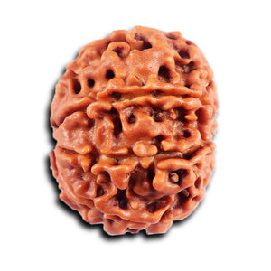 8 Mukhi Nepalese Rudraksha - Bead No. 420