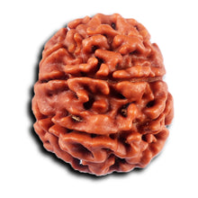 Load image into Gallery viewer, 8 Mukhi Nepalese Rudraksha - Bead No.  418
