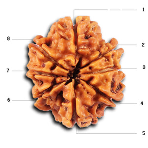 8 Mukhi Nepalese Rudraksha - Bead No.429