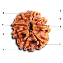 Load image into Gallery viewer, 8 Mukhi Nepalese Rudraksha - Bead No.411
