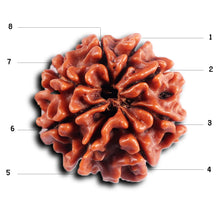 Load image into Gallery viewer, 8 Mukhi Nepalese Rudraksha - Bead No. 396
