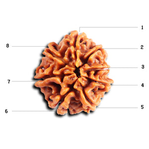 8 Mukhi Nepalese Rudraksha - Bead No.404