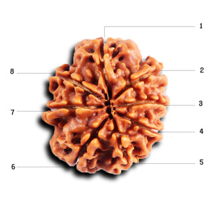 8 Mukhi Nepalese Rudraksha - Bead No. 402