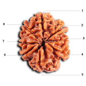 8 Mukhi Nepalese Rudraksha - Bead No. 395