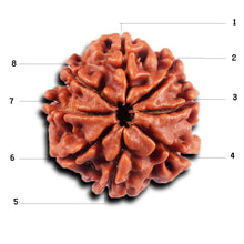 Load image into Gallery viewer, 8 Mukhi Nepalese Rudraksha - Bead No.  418
