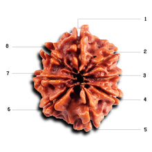 Load image into Gallery viewer, 8 Mukhi Nepalese Rudraksha - Bead No. 397
