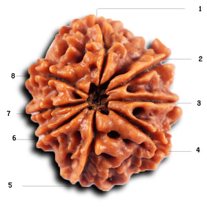 8 Mukhi Nepalese Rudraksha - Bead No. 431