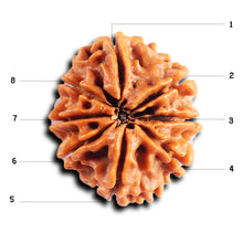 Load image into Gallery viewer, 8 Mukhi Nepalese Rudraksha - Bead No. 400
