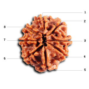 8 Mukhi Nepalese Rudraksha - Bead No. 412