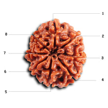 Load image into Gallery viewer, 8 Mukhi Nepalese Rudraksha - Bead No. 409
