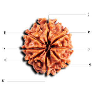 8 Mukhi Nepalese Rudraksha - Bead No. 415