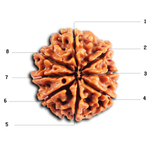 8 Mukhi Nepalese Rudraksha - Bead No. 410