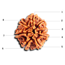 Load image into Gallery viewer, 8 Mukhi Nepalese Rudraksha - Bead No.404
