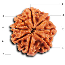 Load image into Gallery viewer, 8 Mukhi Nepalese Rudraksha - Bead No.428
