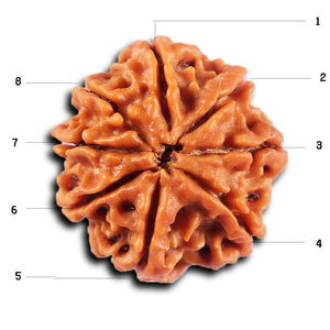 8 Mukhi Nepalese Rudraksha - Bead No.428