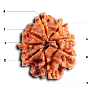 8 Mukhi Nepalese Rudraksha - Bead No. 394