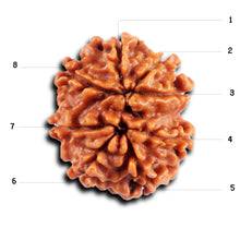 Load image into Gallery viewer, 8 Mukhi Nepalese Rudraksha - Bead No. 432
