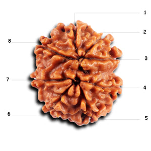 8 Mukhi Nepalese Rudraksha - Bead No. 432