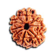 Load image into Gallery viewer, 8 Mukhi Nepalese Rudraksha - Bead No. 402
