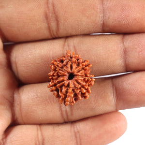 8 Mukhi Nepalese Rudraksha - Bead No. 397