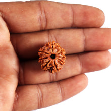 Load image into Gallery viewer, 8 Mukhi Nepalese Rudraksha - Bead No. 431
